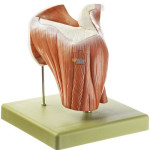 Shoulder Joint Model